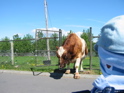 Guttormur