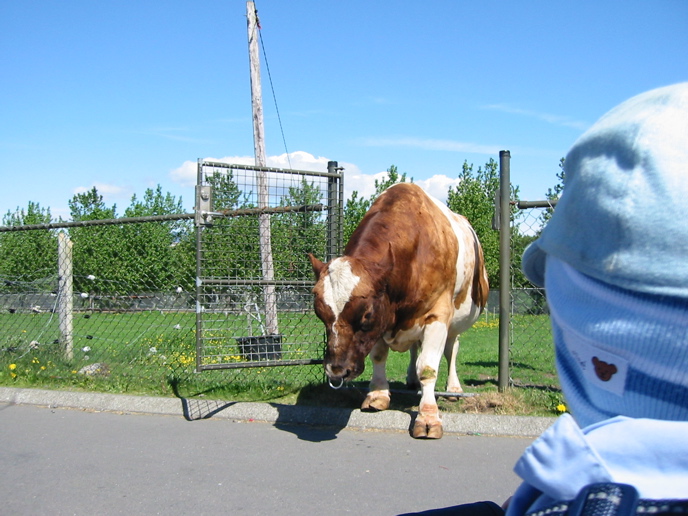Guttormur
