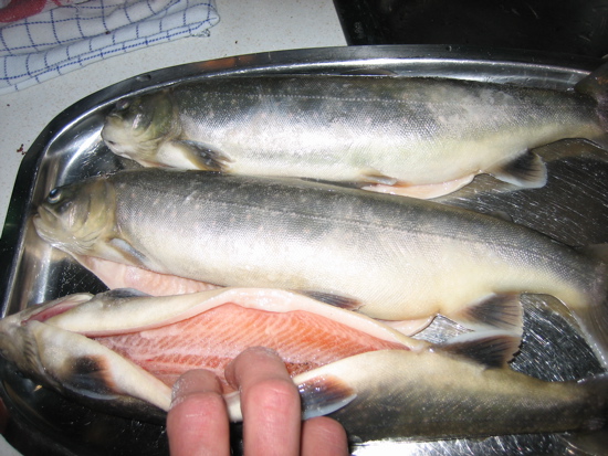 Grilla fiskinn