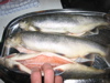 Grilla fiskinn
